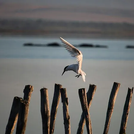 Cosher - Gardenia Palace 7 Free Parking Pomorie