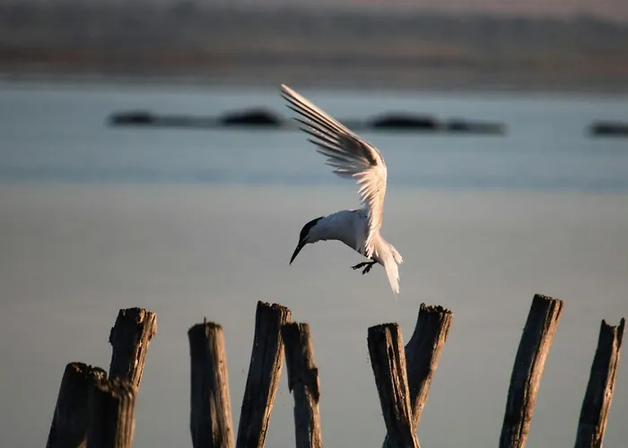 Cosher - Gardenia Palace 7 Free Parking 帕莫瑞